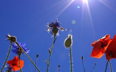 Concours de photos dans le vexin : à vos appareils !