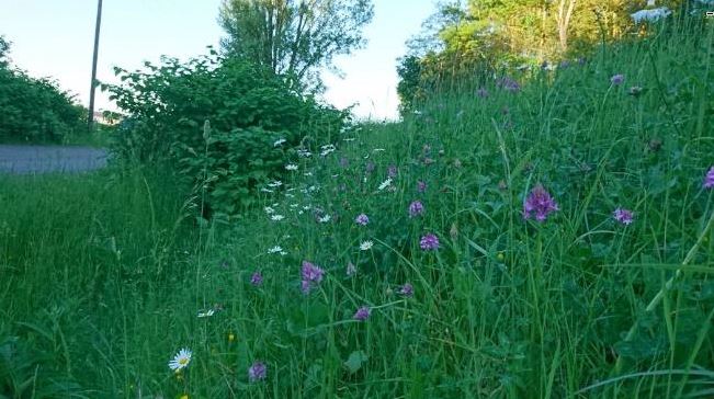 Le Zéro phyto cela fonctionne très bien à Ableiges !